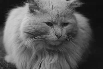 Portrait of a gray fluffy cat close-up. Black and white photo