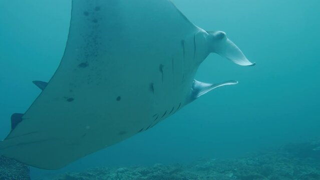 Giant Oceanic Manta Ray (Mobula birostris) Swimming Close to Ocean Floor - Extreme Close-up Tracking 