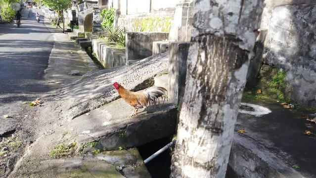 Street Colorful Bali Rooster Walks in a Traditional Village of Indonesia, Asia