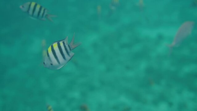 Indo-Pacific Sergeant (Abudefduf Vaigiensis) or Sergeant Major Fish Swimming Close-up Tracking 