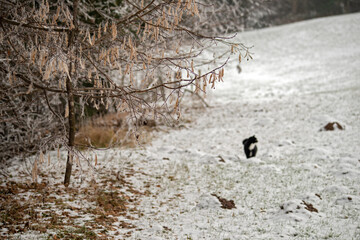 Magical hoarfrost at Christmas . Märchenhafter Raureif zu Weihnachten