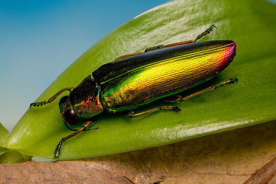 Chrysochroa fulminans lying on a green leaf 