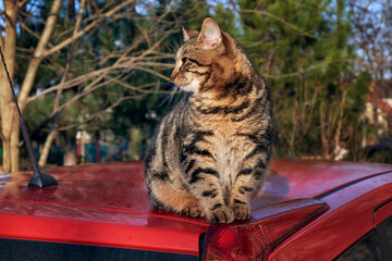 Adorable tabby kitten sits on the roof of a car - 555106453