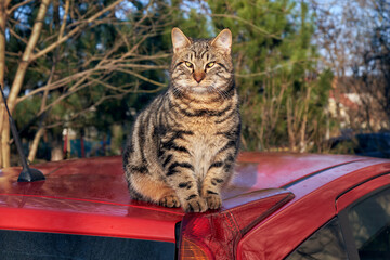 Adorable tabby kitten sits on the roof of a car