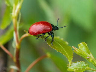 Poplar leaf beetle (Chrysomela populi).