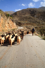 Goats being herded in South Lebanon.