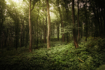 sun light in dark lush forest, green jungle landscape