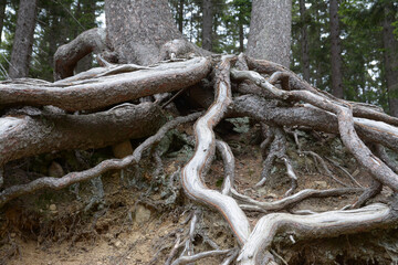 Exposed spruce tree roots. Visible roots of coniferous spruce tree.