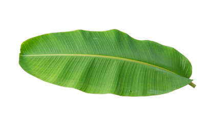 Fresh banana leaves isolated on transparent background PNG file