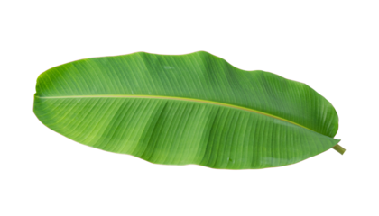 Fresh banana leaves isolated on transparent background PNG file