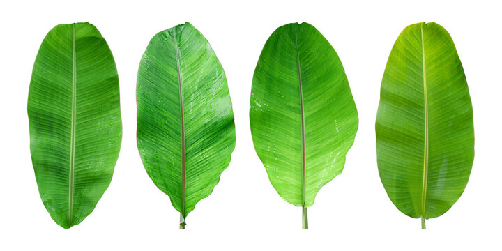 Set of Fresh banana leaves isolated on transparent background PNG file