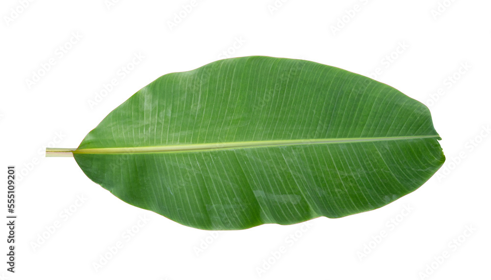 Wall mural fresh banana leaves isolated on transparent background png file