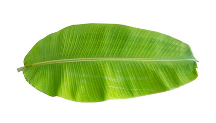 Fresh banana leaves isolated on transparent background PNG file