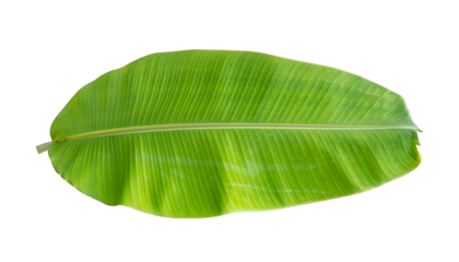 Fresh banana leaves isolated on transparent background PNG file
