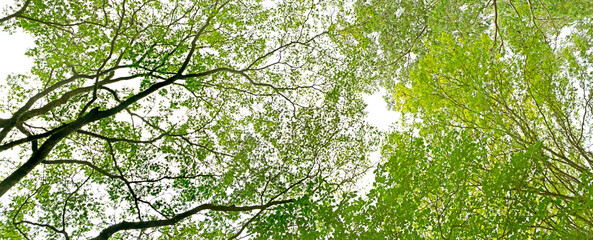 Leaves and branches of trees in the middle of a forest