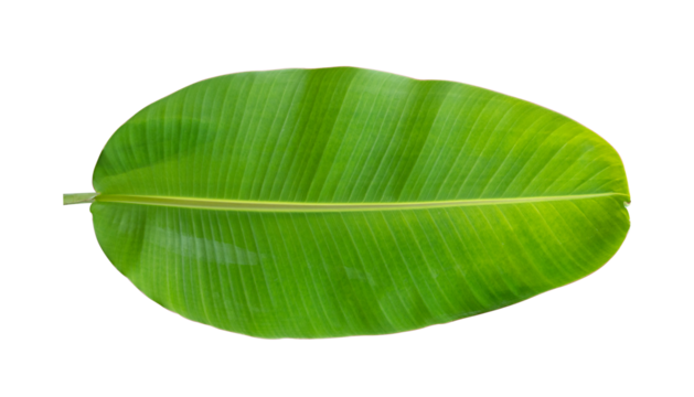 Fresh banana leaves isolated on transparent background PNG file