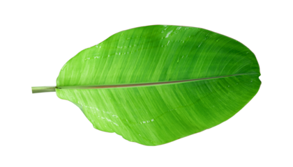 Fresh banana leaves isolated on transparent background PNG file