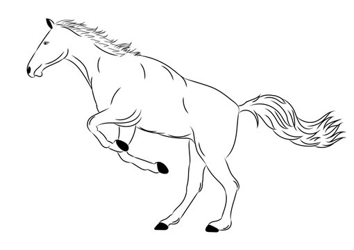 Graphics design drawing outline stroke horse action running and jumping and white background vector illustration