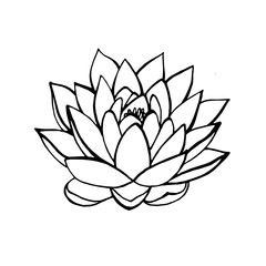 Water flower lotus lily vector drawing - obrazy, fototapety, plakaty