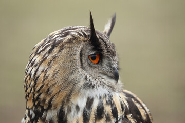 A portrait of an adult Eurasian Eagle Owl
