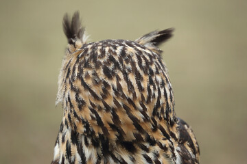 A portrait of an adult Eurasian Eagle Owl looking away
