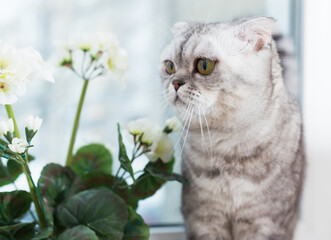 Portrait of cute Scottish breed cat next to a potted flower on windowsill