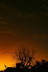 Fototapeta premium silhouette at sunset