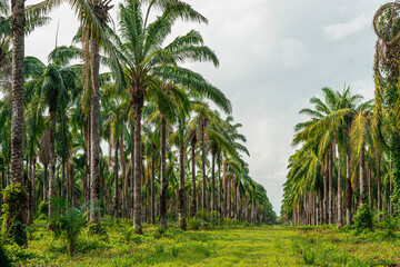 Fototapeta na wymiar Large Palm tree farm with roads