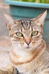 Mirada felína, gato.