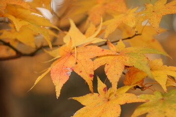 紅葉