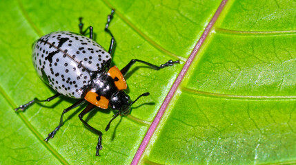 Beetle, Tropical Rainforest, Costa Rica, Central America, America