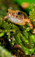 Tropical Frog, Tropical Rainforest, Costa Rica, Central America, America