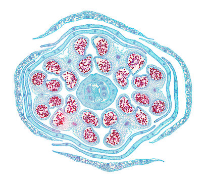 Rapeseed flower bud, cross section, 20X light micrograph. Brassica napus subsp. napus,  also known as rape or oilseed rape, a flowering plant, under the light microscope. Isolated on white background.