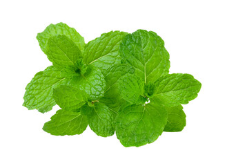 mint leaf on transparent png © sommai