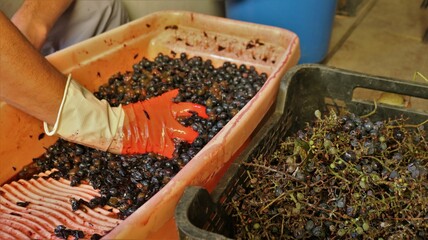 crushing red grapes in a large orange container by hand, a hand in a rubber glove squeezes grape...