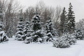Snow covered trees in the forest