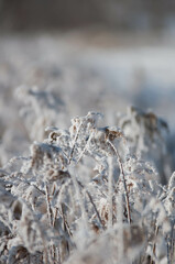 cone, cone in the tree, christmas, 
under the snow, snow, cold day, snow, merry christmas, winter leaves,  leaves,  in Poland, winter time, frost