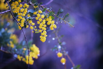 春に咲く美しいミモザの花