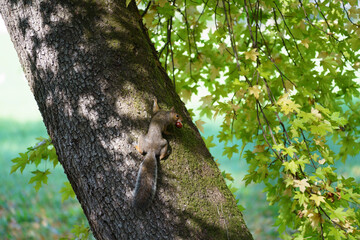 Squirrel with horse chestnut in the Monza park
