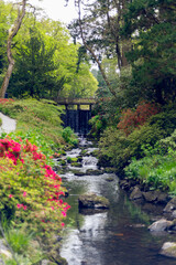Beautiful Garden with blooming trees and bushes during spring time, Wales, UK, early spring flowering azalea shrubs