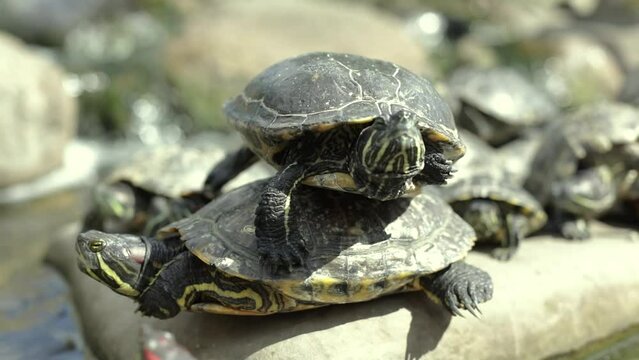 Turtles in the park. Turtles one on top of the other. Shell pyramid.