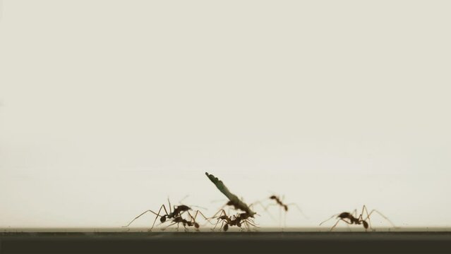 Leafcutter ants (Atta and Acromyrmex species) carrying leaves, silhouettes isolated on white background