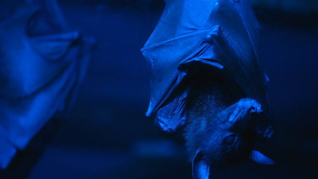 Scary fruit vampyrus bat covered by wings hang upside down close up. COVID. Flying fox move his head blue backlight . Coronavirus period. Bat sleep at night cave closeup. Covid-19. Dark spooky vampire