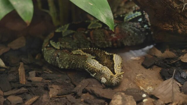 Camouflaged butterfly viper (Bitis nasicornis) snake close-up portrait