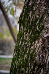 Obraz premium Tree bark with green moss close-up.