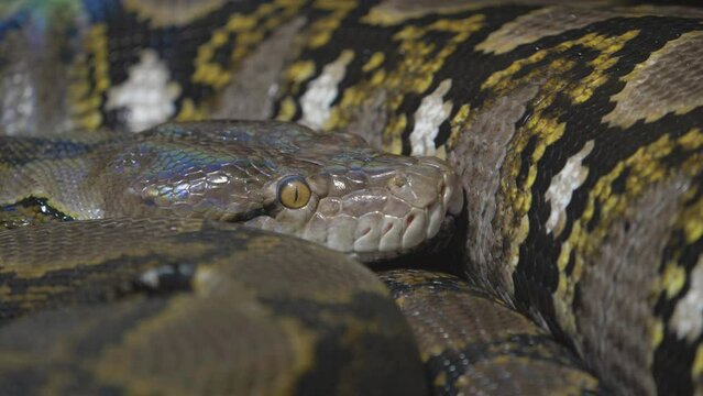 Close detail of head and body of reticulated python (Malayopython reticulatus), the longest snake in the world