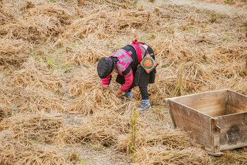 Elderly woman collects dry grass in the field.