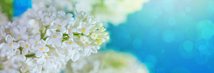 Springtime landscape with branch of blooming white lilac flowers, background. Romantic banner with free copy space for text