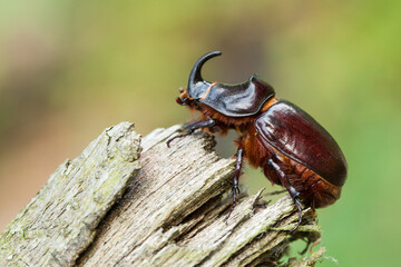 European rhinoceros beetle (Oryctes nasicornis)  - obrazy, fototapety, plakaty