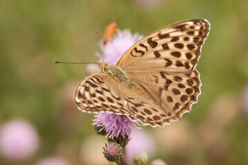 var. 'Valesina' of butterfly Argynnis paphia, silver-washed fritillary